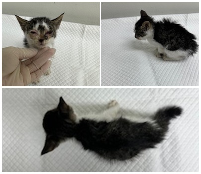 종료(자연사) 한국…